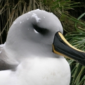 Gray-headed Albatross